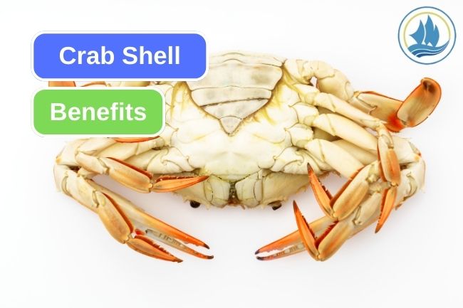 8 Uses Of Crab Shell Waste in Various Field